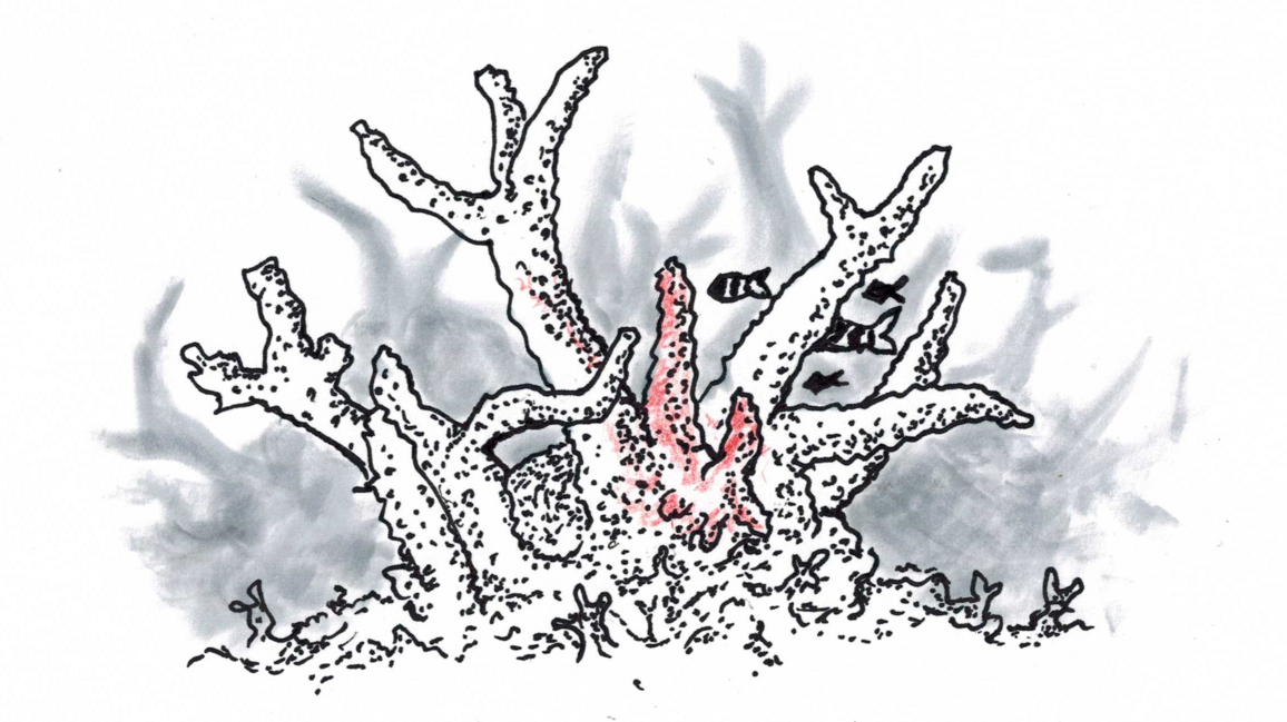 Illustration von Nilyam Regiez. Erlaube das anzeigen von Bildern um sie zu sehen.